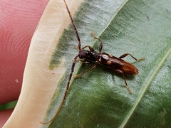 Heterachthes quadrimaculatus