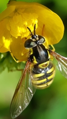 Chrysotoxum cautum