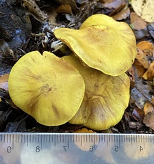 Cortinarius canarius