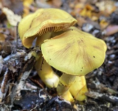 Cortinarius canarius