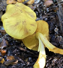 Cortinarius canarius
