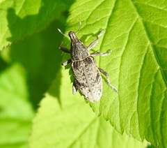 Asproparthenis punctiventris