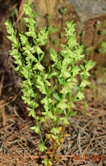 Callipeltis cucullaris