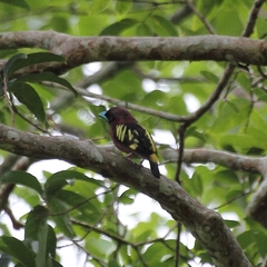 Eurylaimus javanicus