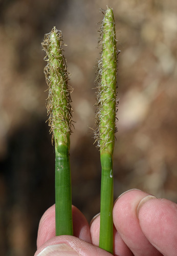 Eleocharis dulcis (Burm.f.) Trin. ex Hensch.