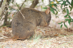 Tasmanian Pademelon photo 4