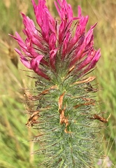 Trifolium purpureum