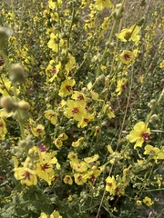 Verbascum sinuatum