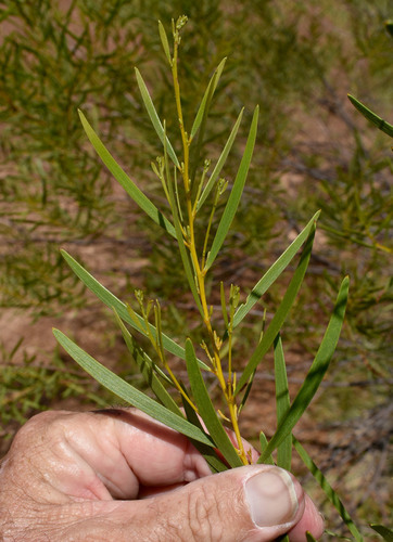 Acacia hammondii observed 2022-03-30