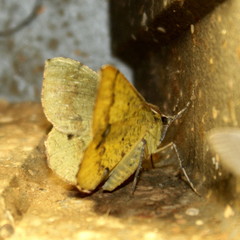 Lhommeia aediphlebia