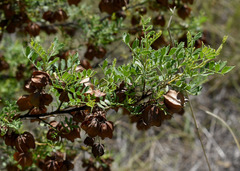 Dodonaea physocarpa