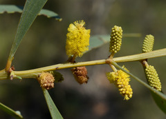 Acacia gonoclada