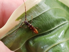 Heterachthes quadrimaculatus