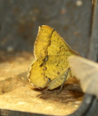 Lhommeia aediphlebia