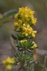 Galium arenarium
