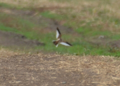 Melanocorypha mongolica