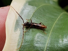 Heterachthes quadrimaculatus