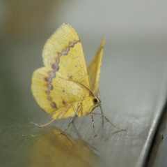 Lhommeia aediphlebia