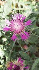 Centaurea sphaerocephala