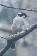 Melithreptus validirostris