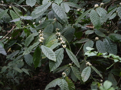 Coffea canephora