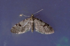 Eupithecia conterminata
