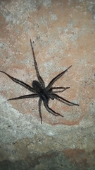 Acantholycosa lignaria