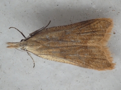 Dichomeris derasella