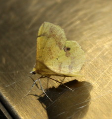 Lhommeia aediphlebia