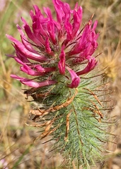 Trifolium purpureum
