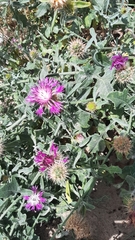 Centaurea sphaerocephala