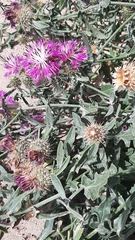 Centaurea sphaerocephala