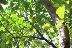 Neonauclea reticulata