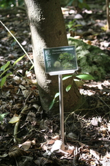 Neonauclea reticulata