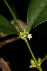 Saldinia axillaris