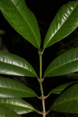 Saldinia axillaris