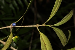 Saldinia axillaris