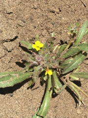 Camissoniopsis micrantha