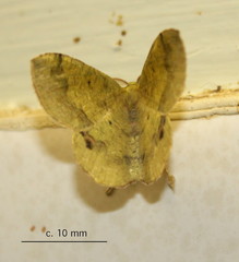 Lhommeia aediphlebia
