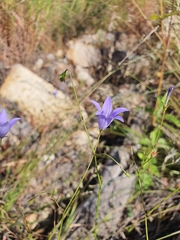 Wahlenbergia queenslandica