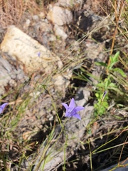 Wahlenbergia queenslandica