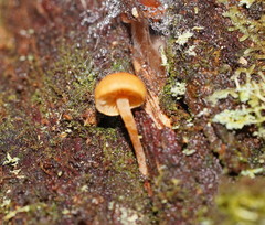 Gymnopilus eucalyptorum