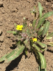 Camissoniopsis micrantha