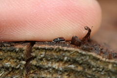 Pityogenes chalcographus