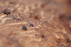 Pityogenes chalcographus