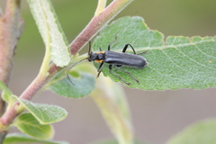 Cantharis obscura