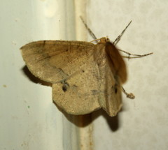 Lhommeia aediphlebia