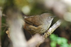 Tasmanian Scrubwren photo 4