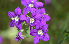 Legousia speculum-veneris