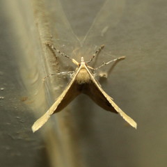 Lhommeia aediphlebia